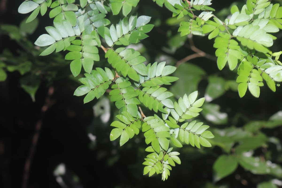 Thailentadopsis nitida (Vahl) G.P.Lewis & Schrire